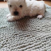 West highland White terrier con pedigree ENCI