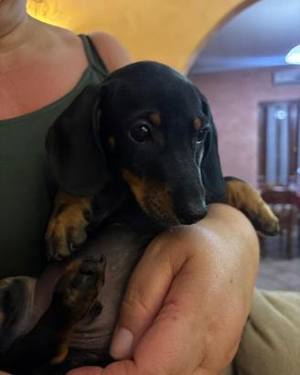 Cane bassotto