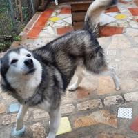 Cane Husky Maschio