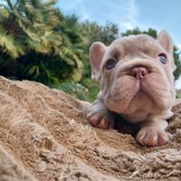 Bulldog Francese - Cuccioli disponibili