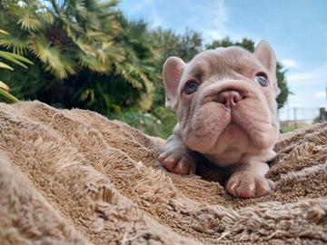 Bulldog Francese - Cuccioli disponibili
