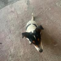 Jack Russel tri colori