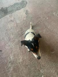 Jack Russel tri colori