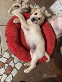 Cucciola di Labrador disponibile