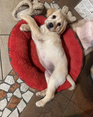 Cucciola di Labrador disponibile