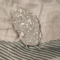 fossile di gasteropodi