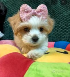 Maltese