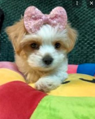 Maltese