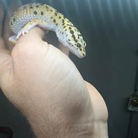 Geco leopardino