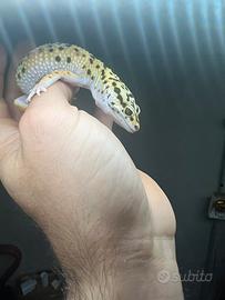 Geco leopardino
