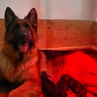 Cuccioli pastore tedesco - PEDIGREE ROSA