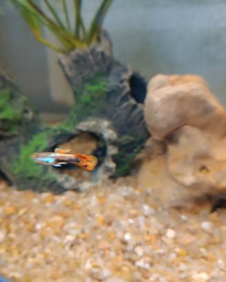 Guppy