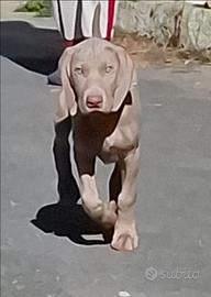 Cuccioli Weimaraner