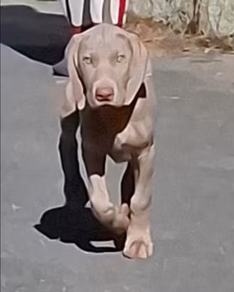 Cuccioli Weimaraner