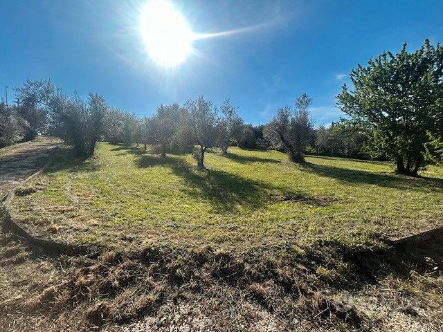 Uliveto - Vista 4