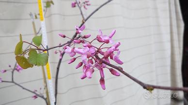 Albero di Giuda in vaso