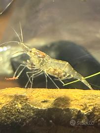 Gamberetti Palaemonetes Antennarius