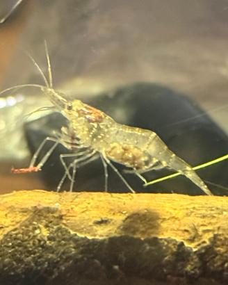 Gamberetti Palaemonetes Antennarius