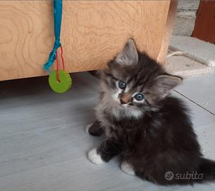 Cucciola gatto siberiano