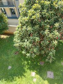 STANZA a COMMENDA per studente/ lavoratore