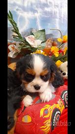 Cuccioli cavalier king tricolore