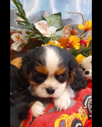 Cuccioli cavalier king tricolore