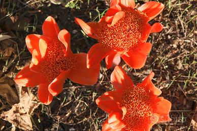 Haemanthus coccineus (giglio di Santa Candida)