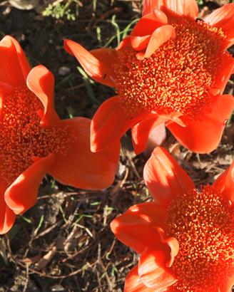 Haemanthus coccineus (giglio di Santa Candida)