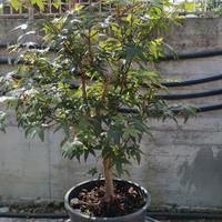 Bonsai prebonsai Acero palmato polimorphum virdis 