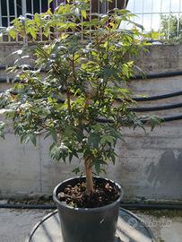 Bonsai prebonsai Acero palmato polimorphum virdis 