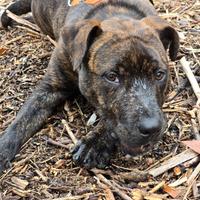 Ari cucciolo di 5 mesi