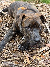 Ari cucciolo di 5 mesi