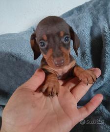 Cuccioli di bassotto cioccolato kaninchen