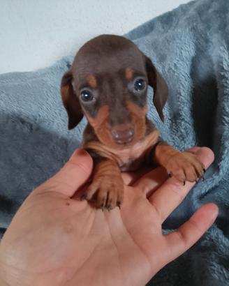Cuccioli di bassotto cioccolato kaninchen