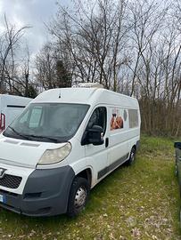 Fiat ducato frigo