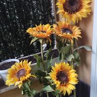 Girasoli artificiali