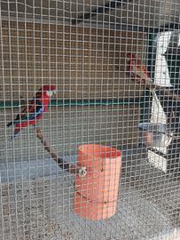 Pappagalli roselle mutate