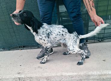 Setter inglese cucciolo