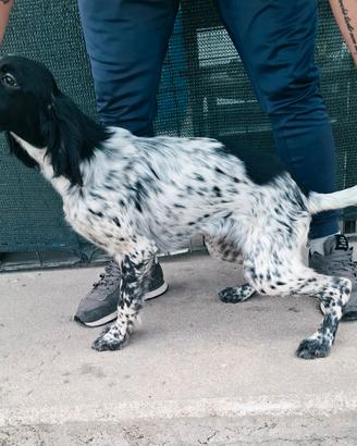 Setter inglese cucciolo