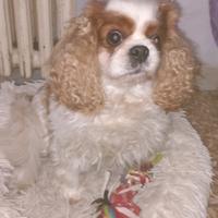 Cavalier King