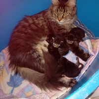 Gattini Maine Coon 2 mascheti e 2 femminuci