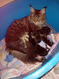 Gattini Maine Coon 2 mascheti e 2 femminuci