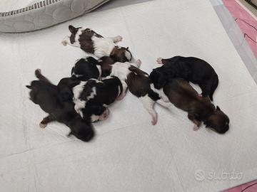 Cuccioli di shihztu