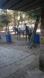 Paddock e Prato cavalli