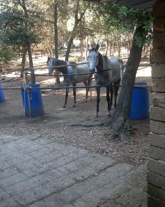 Paddock e Prato cavalli