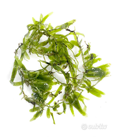 Caulerpa brachypus alga marina