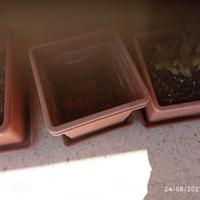 vasi color terracotta 