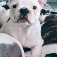 Bulldog francese