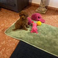 Cucciola Barboncino Toy