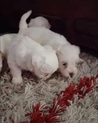 Cuccioli maltese toy
